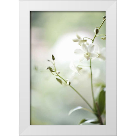 White Orchid II White Modern Wood Framed Art Print by Millet, Karyn
