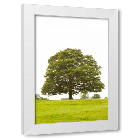 Tree I White Modern Wood Framed Art Print by Millet, Karyn