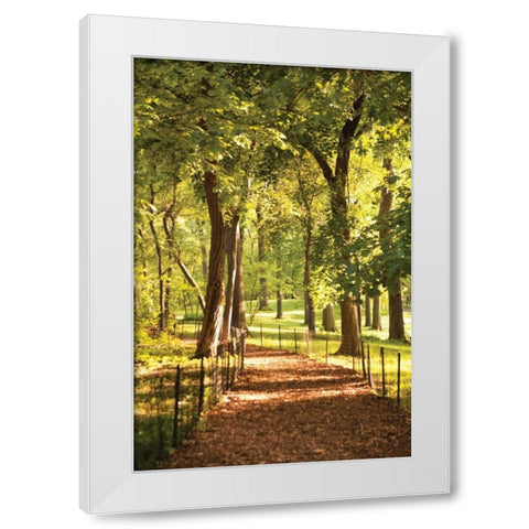 Follow the Path II White Modern Wood Framed Art Print by Millet, Karyn