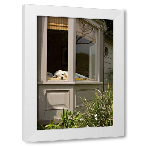 A Dogs Life III White Modern Wood Framed Art Print by Millet, Karyn