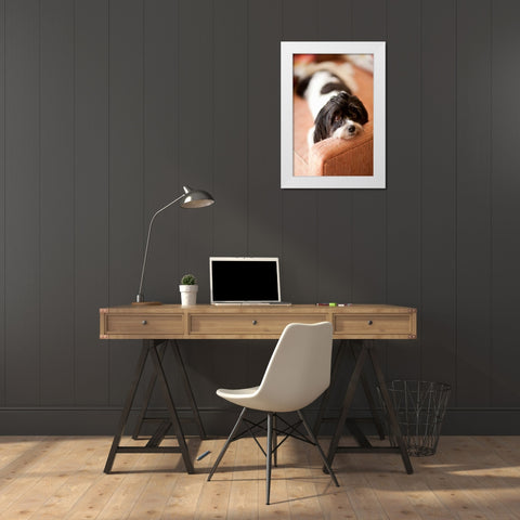 A Dogs Life V White Modern Wood Framed Art Print by Millet, Karyn