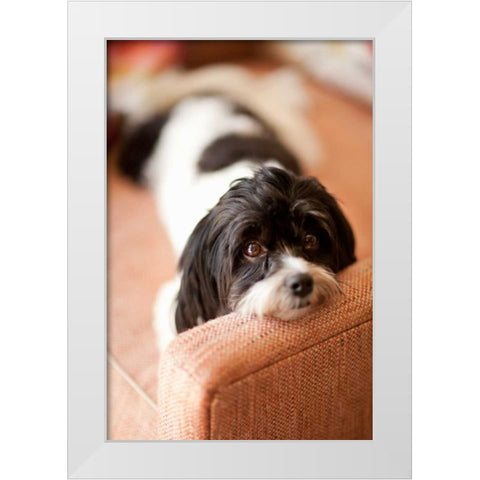 A Dogs Life V White Modern Wood Framed Art Print by Millet, Karyn