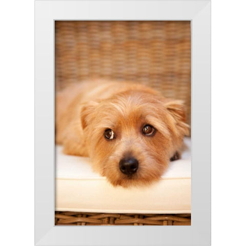 A Dogs Life VI White Modern Wood Framed Art Print by Millet, Karyn