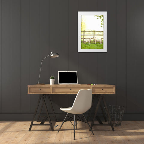 Pasture Sheep I White Modern Wood Framed Art Print by Millet, Karyn