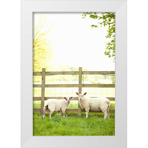 Pasture Sheep I White Modern Wood Framed Art Print by Millet, Karyn