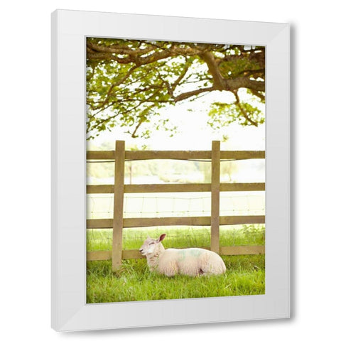 Pasture Sheep II White Modern Wood Framed Art Print by Millet, Karyn