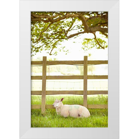 Pasture Sheep II White Modern Wood Framed Art Print by Millet, Karyn