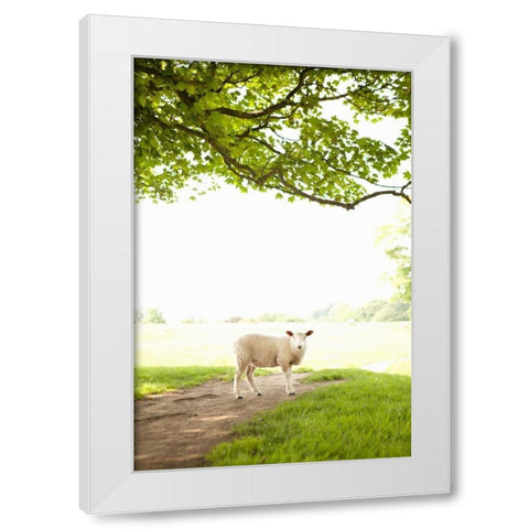 Pasture Sheep III White Modern Wood Framed Art Print by Millet, Karyn