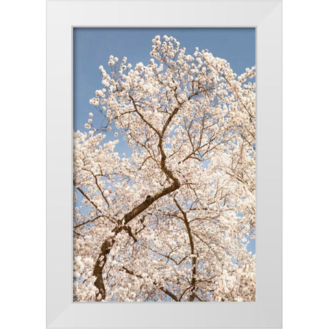 In Bloom II White Modern Wood Framed Art Print by Millet, Karyn