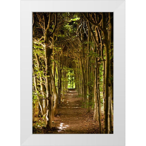 Secret Garden III White Modern Wood Framed Art Print by Millet, Karyn