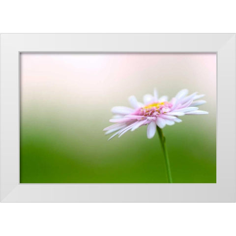 Macro Bloom III White Modern Wood Framed Art Print by Millet, Karyn