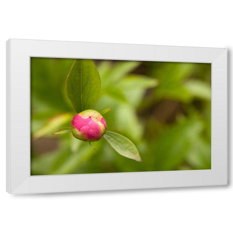 Macro Bloom IV White Modern Wood Framed Art Print by Millet, Karyn