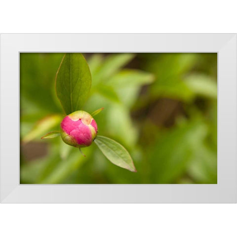 Macro Bloom IV White Modern Wood Framed Art Print by Millet, Karyn