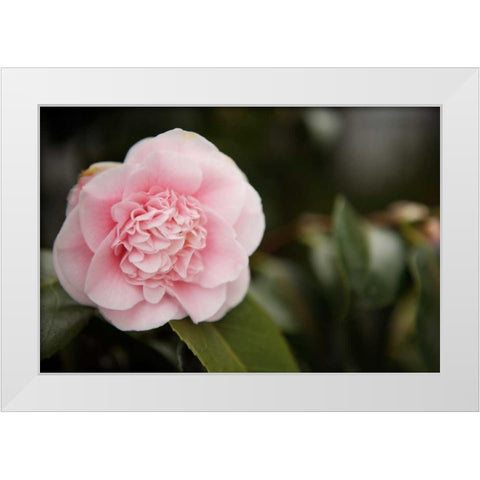 Macro Bloom V White Modern Wood Framed Art Print by Millet, Karyn