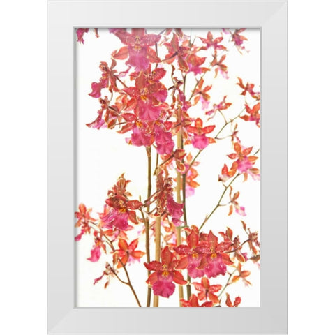 Pink Orchid II White Modern Wood Framed Art Print by Millet, Karyn