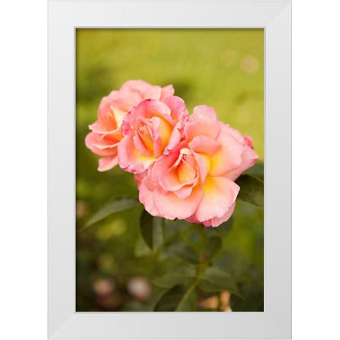 Rose Garden I White Modern Wood Framed Art Print by Millet, Karyn