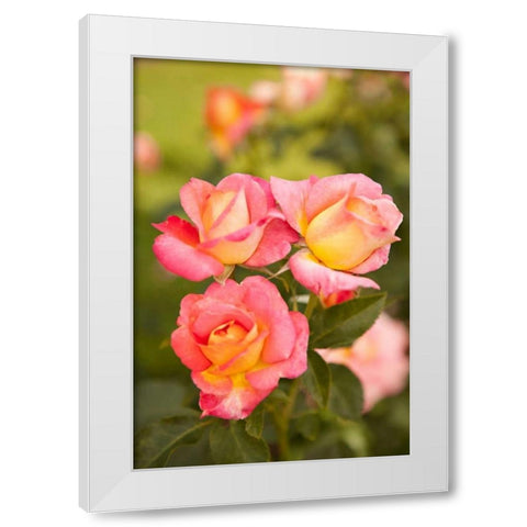 Rose Garden II White Modern Wood Framed Art Print by Millet, Karyn