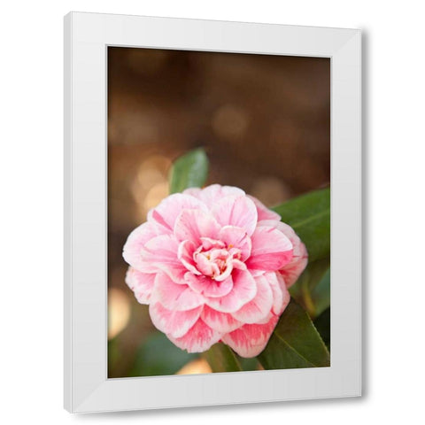 Bokeh Rose I White Modern Wood Framed Art Print by Millet, Karyn