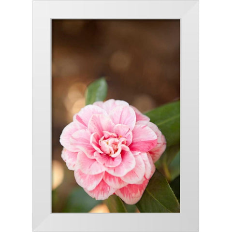 Bokeh Rose I White Modern Wood Framed Art Print by Millet, Karyn