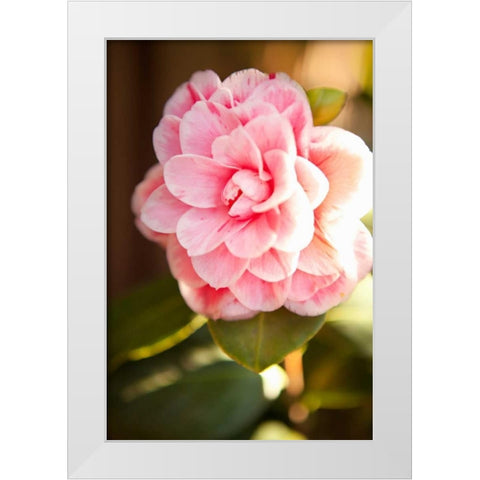 Bokeh Rose II White Modern Wood Framed Art Print by Millet, Karyn