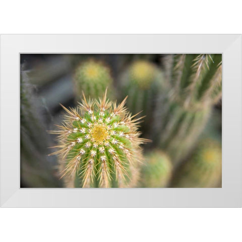 Cactus I White Modern Wood Framed Art Print by Millet, Karyn