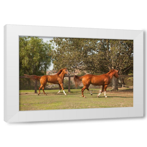 Horse Play I White Modern Wood Framed Art Print by Millet, Karyn