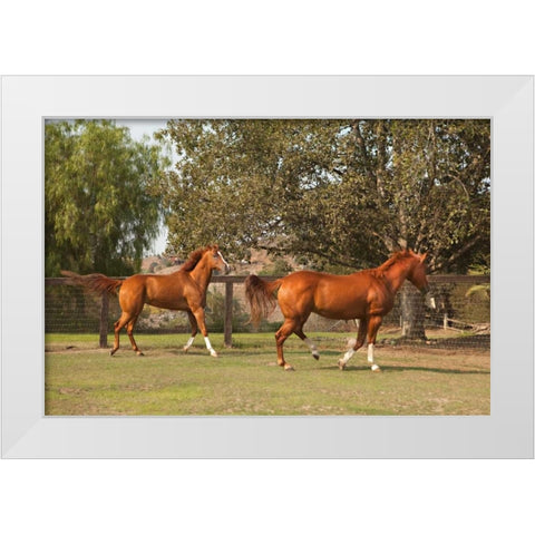 Horse Play I White Modern Wood Framed Art Print by Millet, Karyn