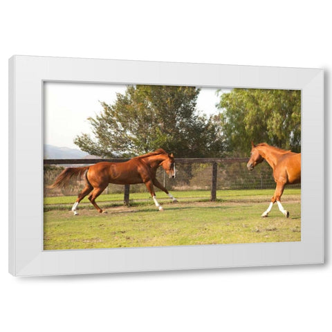 Horse Play II White Modern Wood Framed Art Print by Millet, Karyn