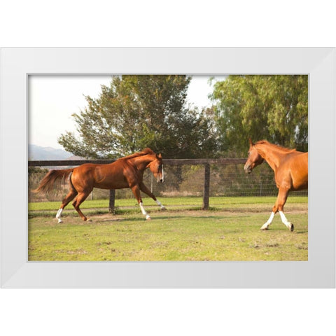 Horse Play II White Modern Wood Framed Art Print by Millet, Karyn