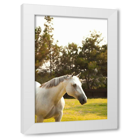 White Horse White Modern Wood Framed Art Print by Millet, Karyn