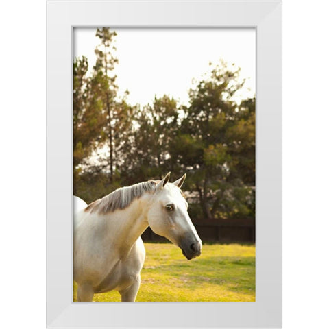 White Horse White Modern Wood Framed Art Print by Millet, Karyn
