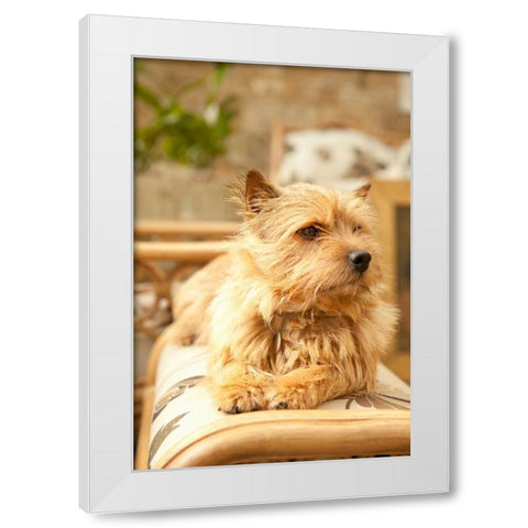 Sunny Spot White Modern Wood Framed Art Print by Millet, Karyn