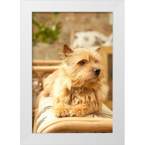 Sunny Spot White Modern Wood Framed Art Print by Millet, Karyn