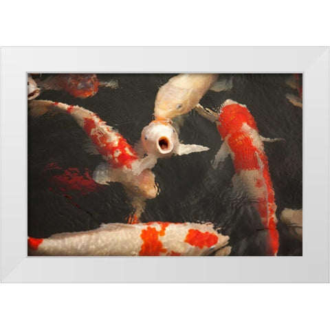 Koi II White Modern Wood Framed Art Print by Millet, Karyn