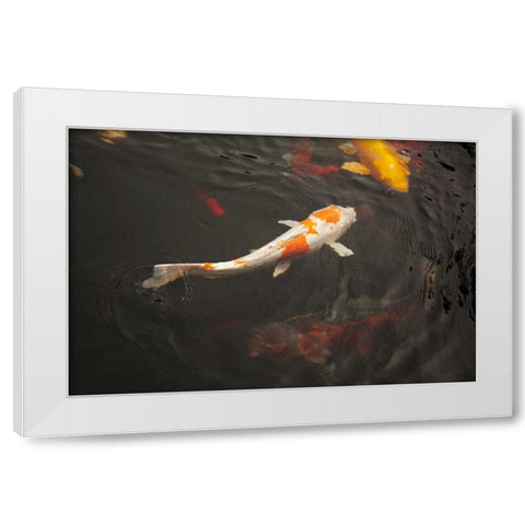 Koi III White Modern Wood Framed Art Print by Millet, Karyn