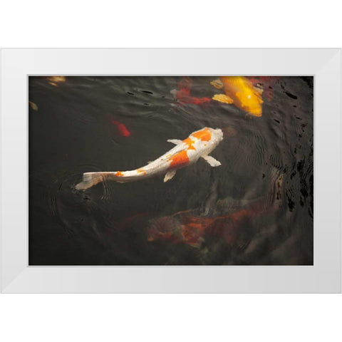Koi III White Modern Wood Framed Art Print by Millet, Karyn