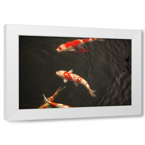 Koi IV White Modern Wood Framed Art Print by Millet, Karyn