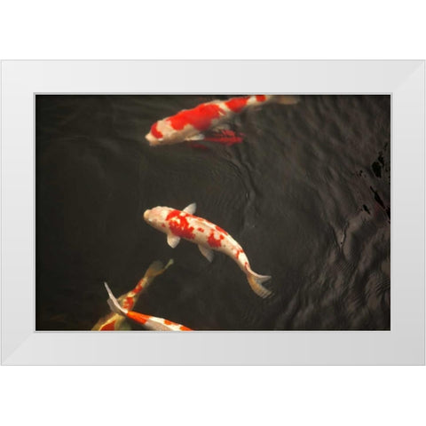 Koi IV White Modern Wood Framed Art Print by Millet, Karyn