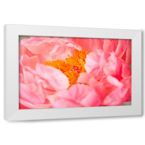 Pink Peony V White Modern Wood Framed Art Print by Millet, Karyn