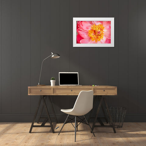 Pink Peony VI White Modern Wood Framed Art Print by Millet, Karyn