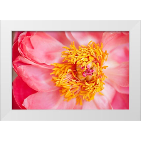 Pink Peony VI White Modern Wood Framed Art Print by Millet, Karyn