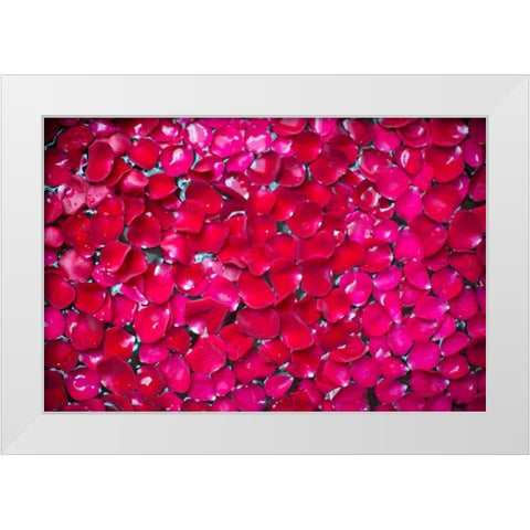Pink Petals II White Modern Wood Framed Art Print by Millet, Karyn