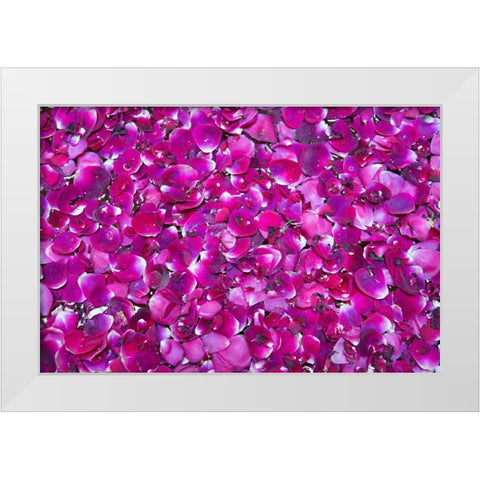Pink Petals III White Modern Wood Framed Art Print by Millet, Karyn