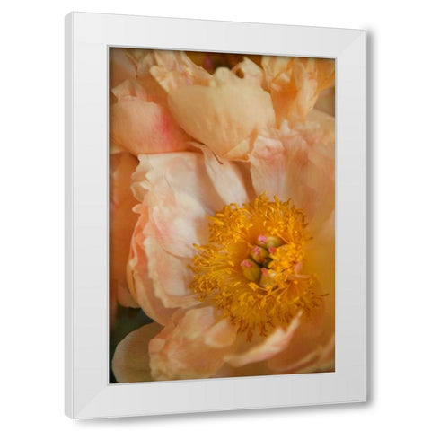 Peach Peonies I White Modern Wood Framed Art Print by Millet, Karyn