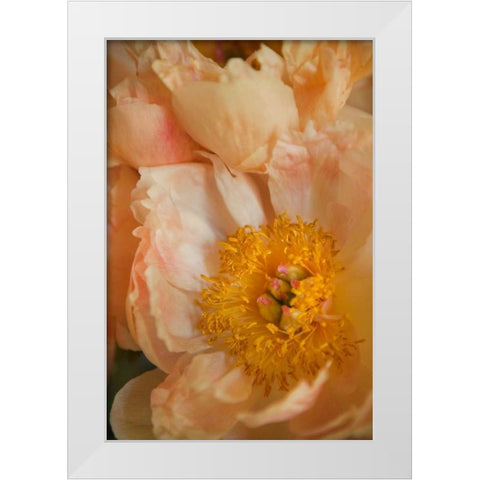 Peach Peonies I White Modern Wood Framed Art Print by Millet, Karyn