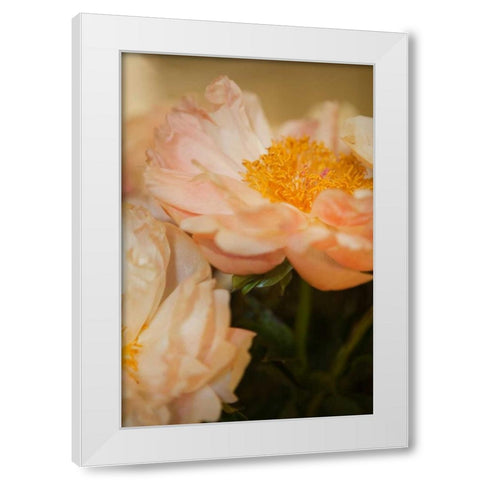 Peach Peonies II White Modern Wood Framed Art Print by Millet, Karyn