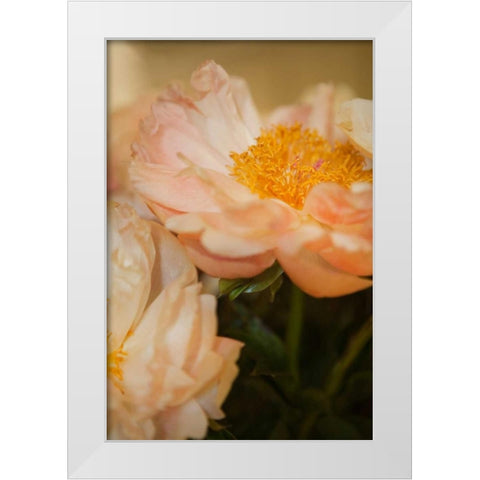Peach Peonies II White Modern Wood Framed Art Print by Millet, Karyn