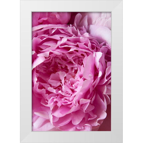 Peony White Modern Wood Framed Art Print by Millet, Karyn