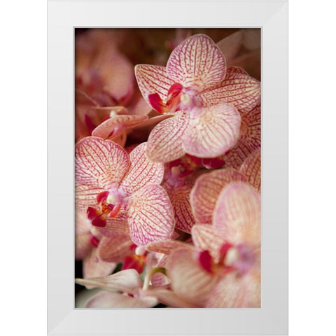 Orchid II White Modern Wood Framed Art Print by Millet, Karyn