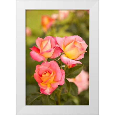 Pink Roses II White Modern Wood Framed Art Print by Millet, Karyn